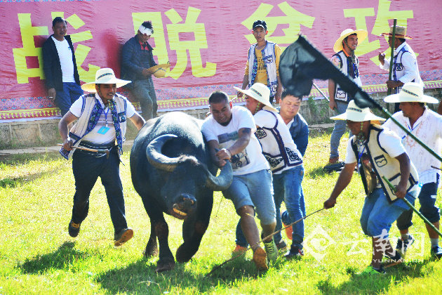 来石林体验万人火把节狂欢,观200头斗牛激战长湖