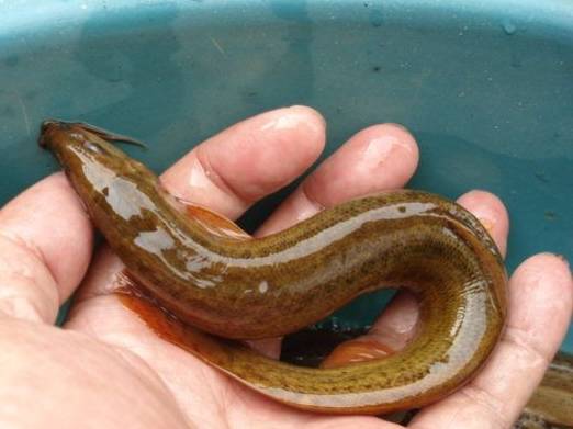 一晚钓400斤鱼泥鳅党竟用这种黑招10万网友顿时毛了