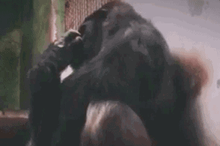 大猩猩锤胸口动态图片