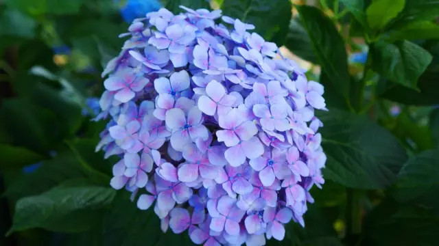 从东京偷半天去镰仓,错过了樱花,紫阳花更美到心醉