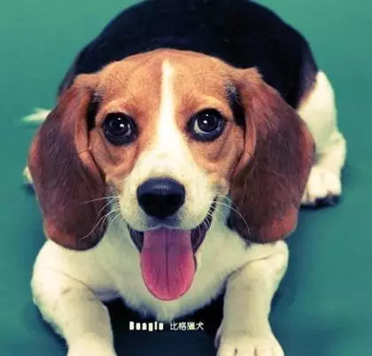 我认识的第一只狗狗叫史努比你呢