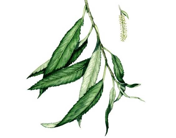 用利苑最正宗配方的杨枝甘露战高温必胜