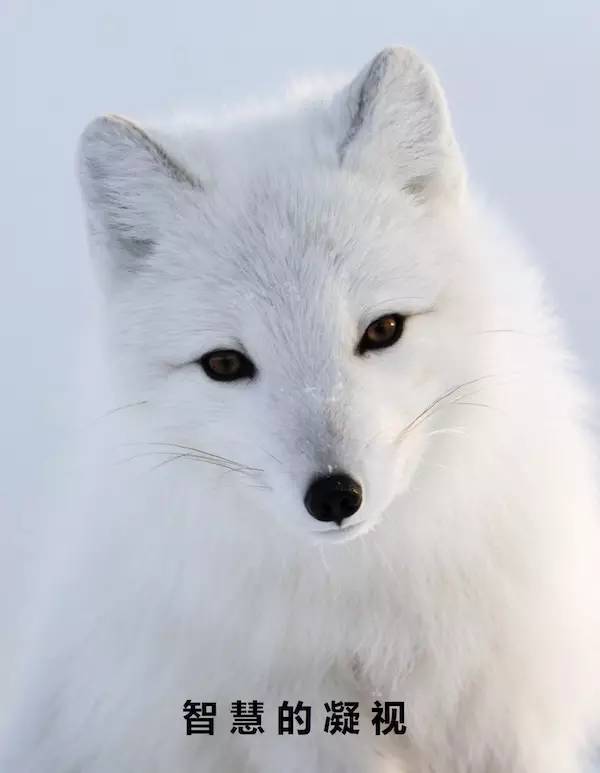 《三生三世十里桃花》里的青丘白狐原来真的有原型