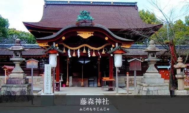 藤森神社内的紫阳花,占了约四分之一的面积,有两处紫阳花苑,是闻名