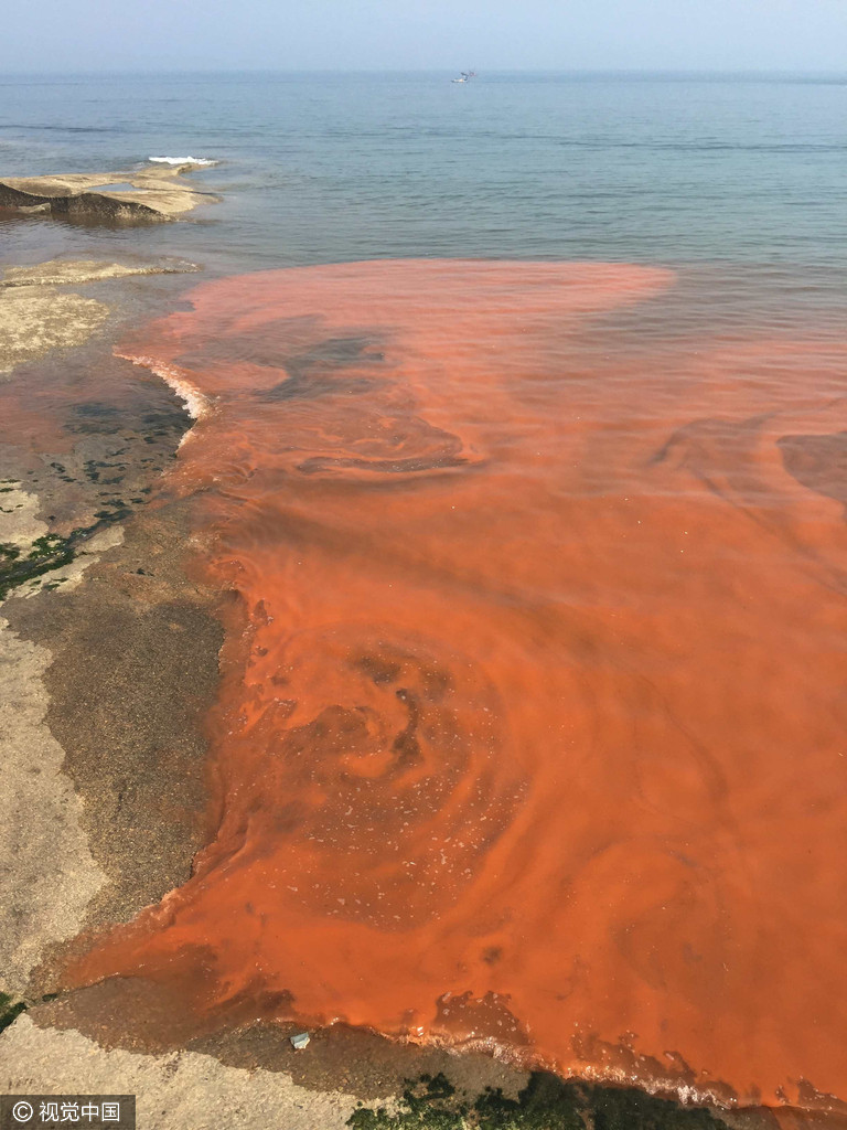 山东日照海边现赤潮现象