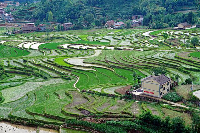 鳳堰梯田美太行古茶香安康漢陰縣開啟旅遊脫貧新模式