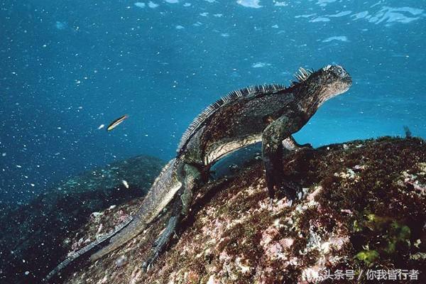 鱼类一样海鬣蜥是世界上唯一能适应海洋生活的鬣蜥但实际上是一种很