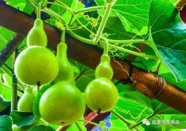 葫芦为纸 刀为笔