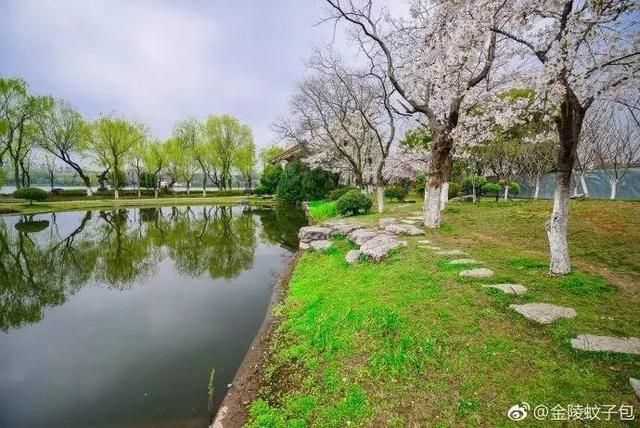 滿園的垂絲海棠也蓄勢待發,就等週末好天氣,南京最美的季節