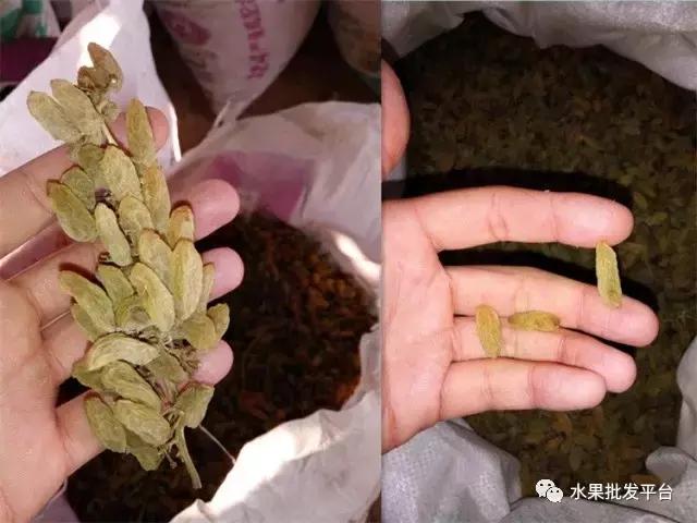 实拍新疆葡萄干的制作过程