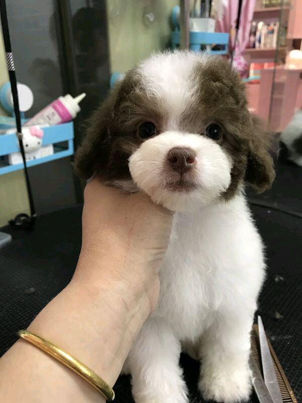 朋友送我的一只小花狗,说是边牧宝宝,我怎么越养越觉得奇怪!