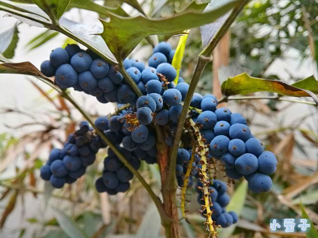 大山深处的记忆,楚雄深山里各种好吃的果子,你知道的有多少?