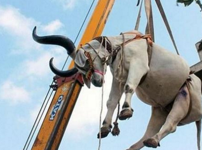 印度街头两头牛被吊机吊着
