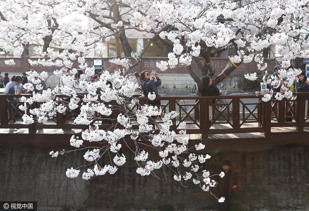 最美人间四月天 直击全球"缤纷落樱"