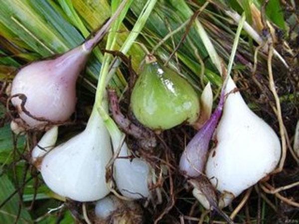 有很多名字,比如:山茨菇,慈姑,山北姑,毛慈姑,泥冰子,算盘工,人头七