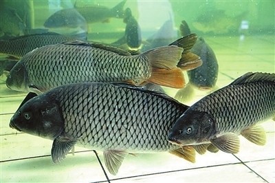 吃鱼也能养生!常吃一种鱼抗癌效果惊人