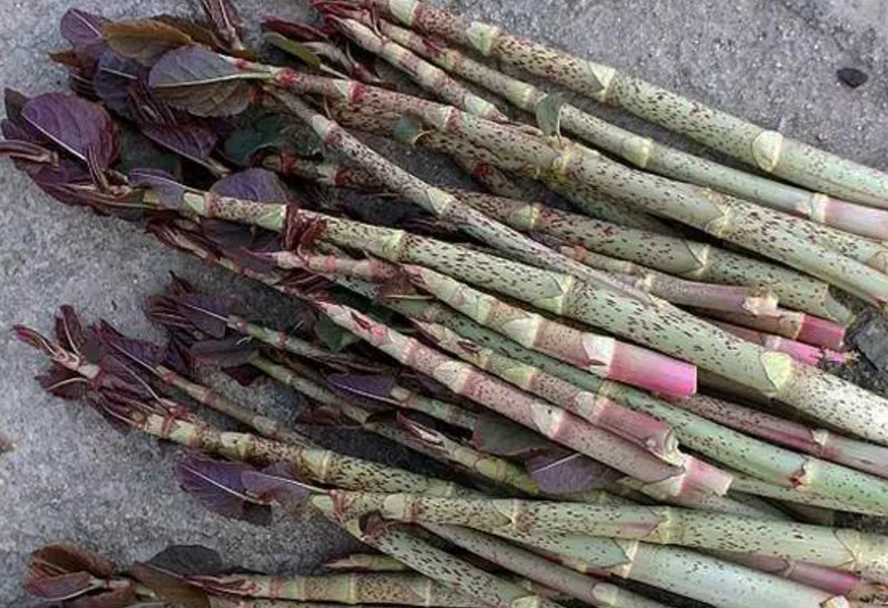 农村这种"酸杆子",吃过的人称能酸掉牙,治疗烫伤不易留疤