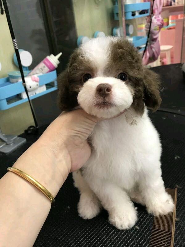 朋友送我的一只小花狗,说是边牧宝宝,我怎么越养越觉得奇怪!