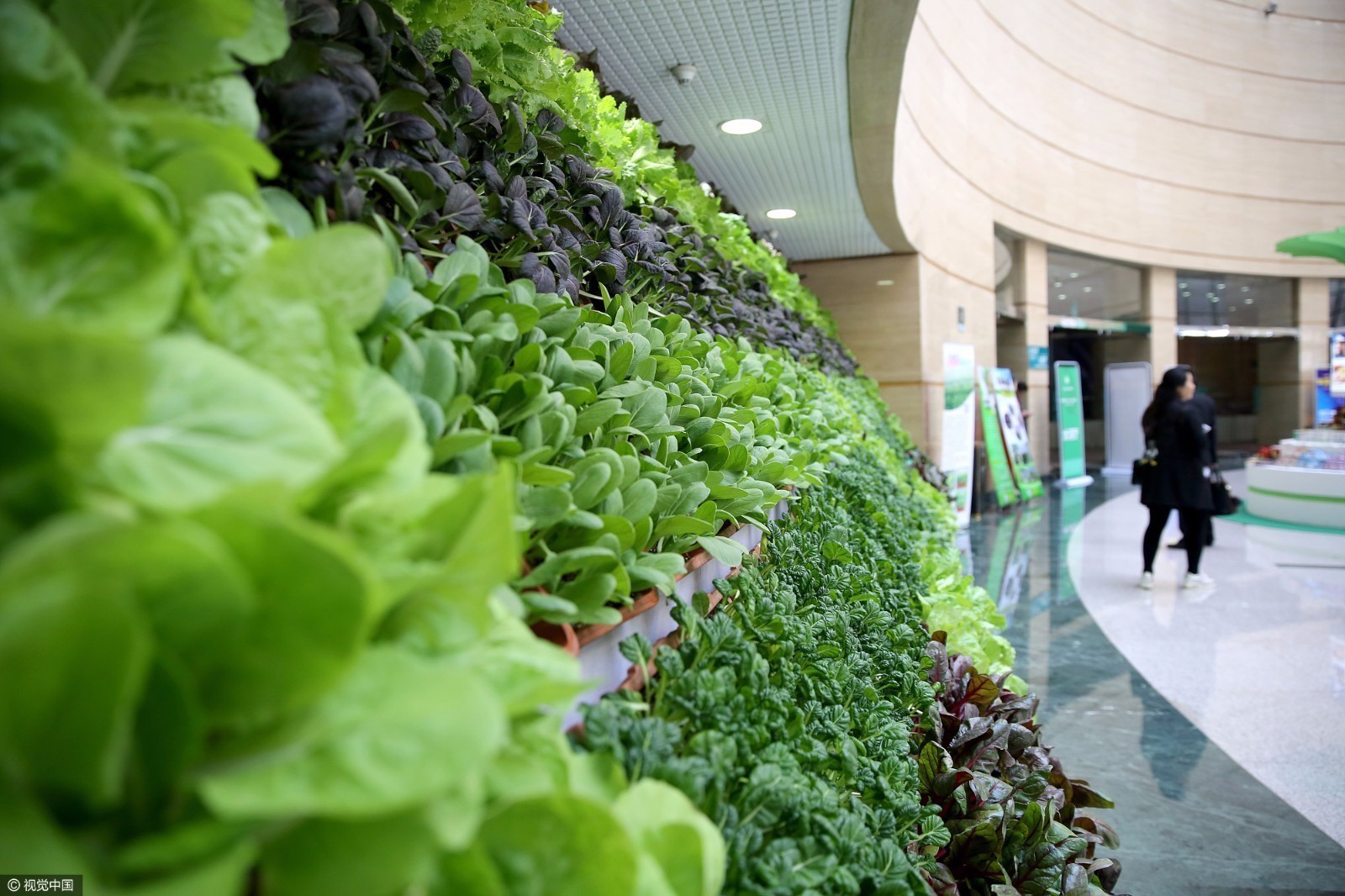 最牛"菜市场"蔬菜摆成盆栽墙 一盆卖20元