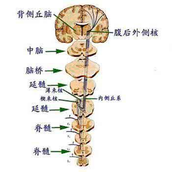 脊髓丘脑束(tractus spinothalamicus)及丘脑皮质束(thalamocortical