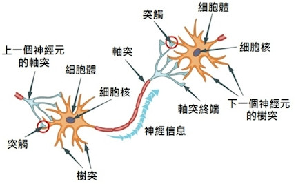 神经元结构