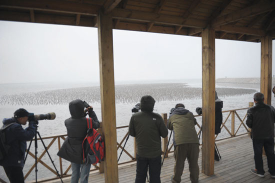 濒危鸟类现身丹东拍鸟观鸟催生旅游新业态