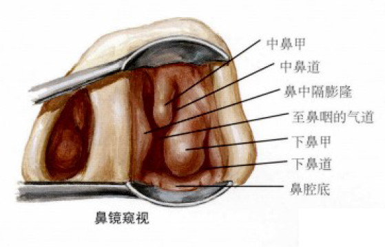 下鼻甲正常大小图片图片