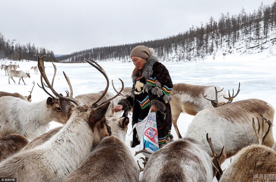 原标题:探访俄罗斯雅库特人 冰天雪地里养鹿为生