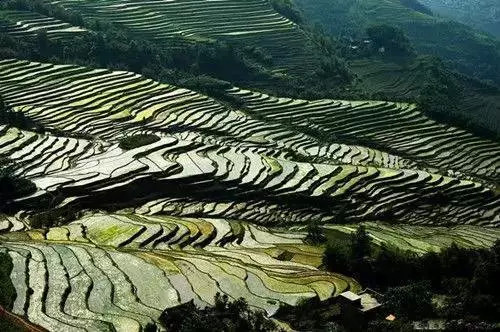 獨特的地理環境造就了梯田奇特的自然景觀,滿坡的梯田,波光粼粼