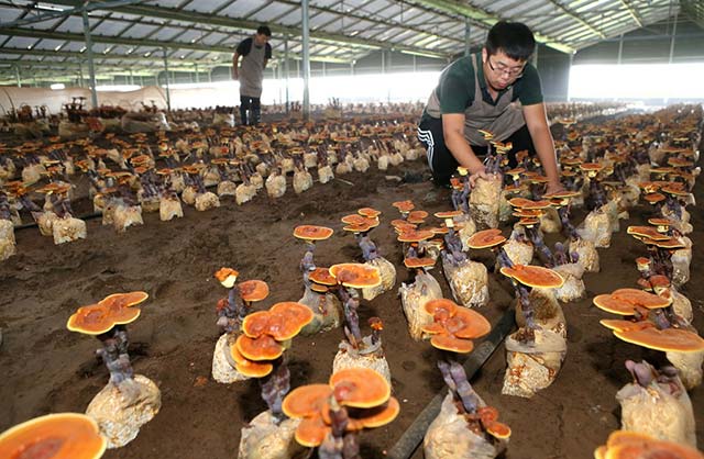 青岛大学生即墨培育灵芝 一年制作盆景万余盆