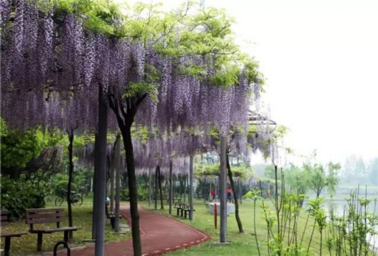 賞花觀眾超43萬人次嘉定紫藤園迎大客流日