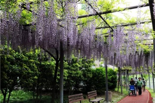 賞花觀眾超43萬人次嘉定紫藤園迎大客流日