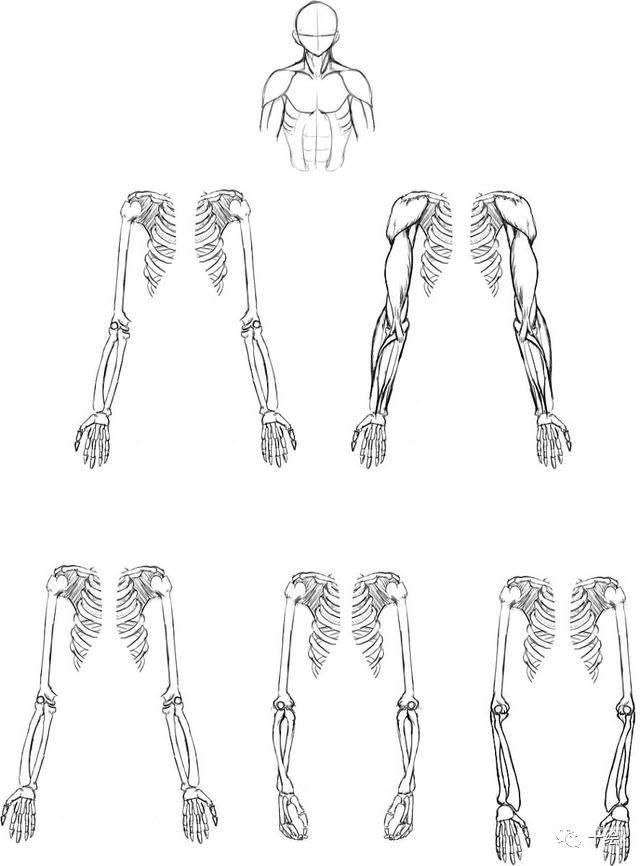 很棒的男性手臂肌肉的画法参考,实用素材,转需!