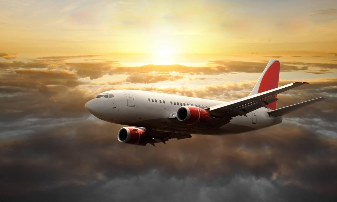 67如何带宠物兔坐飞机出行