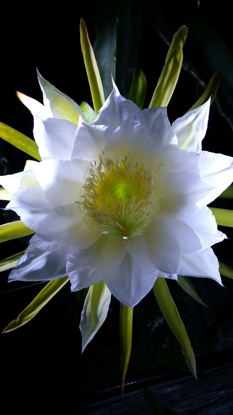 实拍什邡回澜镇火龙果花昙花一现美到炫目