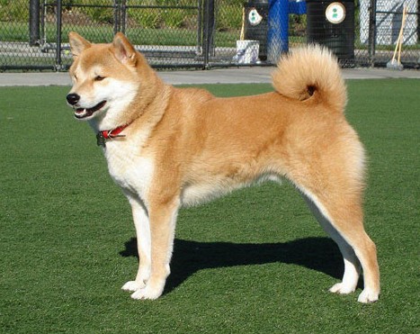 最有人性的动物是什么,除了狗狗还什么动物呢