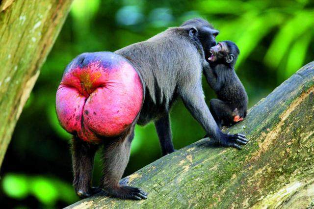 世界上最让人脸红的奇葩动物,特殊技能竟然是拿手机自拍