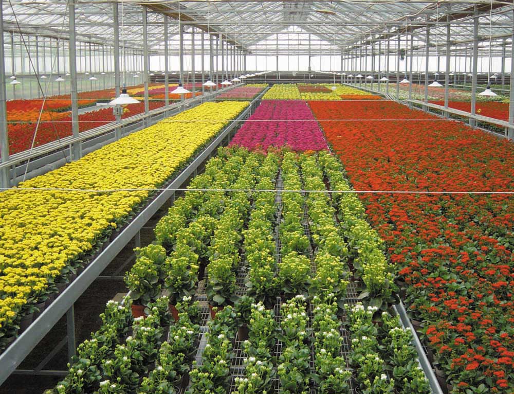 很多村民加入到苗圃园里了,这是一条奔向致富的好路径.