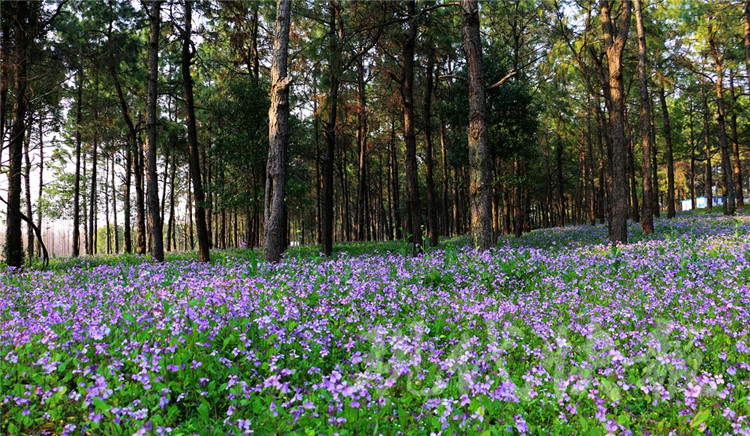 惊艳江苏农博园40亩二月兰绽放浪漫紫色花海扮靓春天