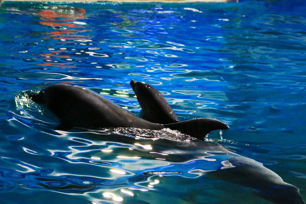 威海西霞口神雕山野生动物园海豚馆添新丁