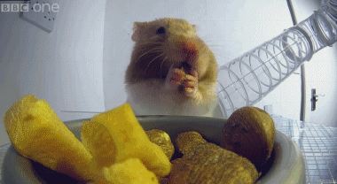 仓鼠吃东西动态图图片