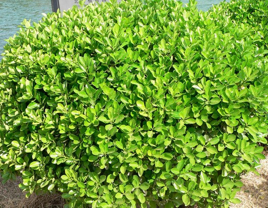 北方地区屋顶绿化常用植物灌木类