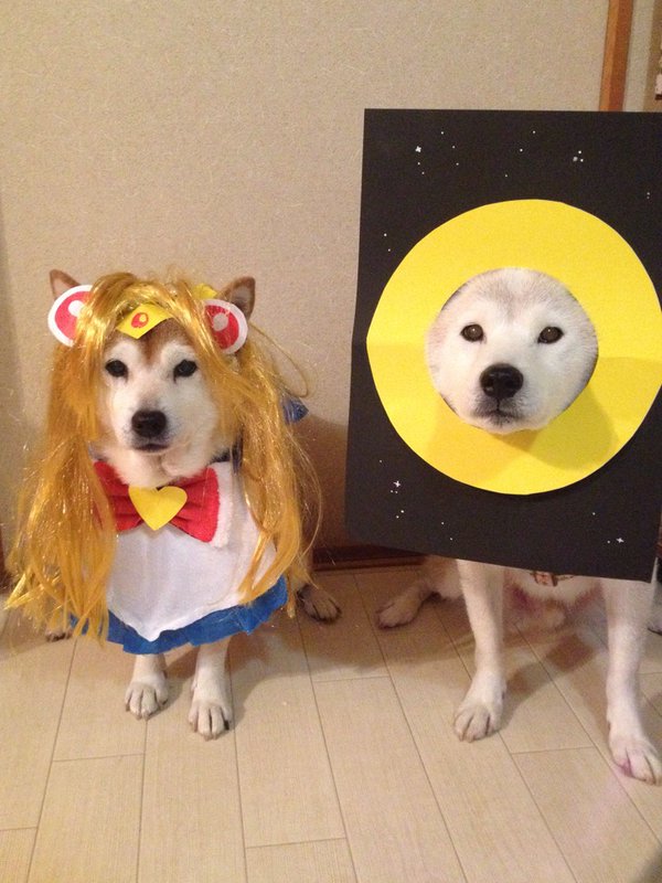 这两只柴犬因为主人帮他们打扮成34种超爆笑萌炸角色扮演而爆红