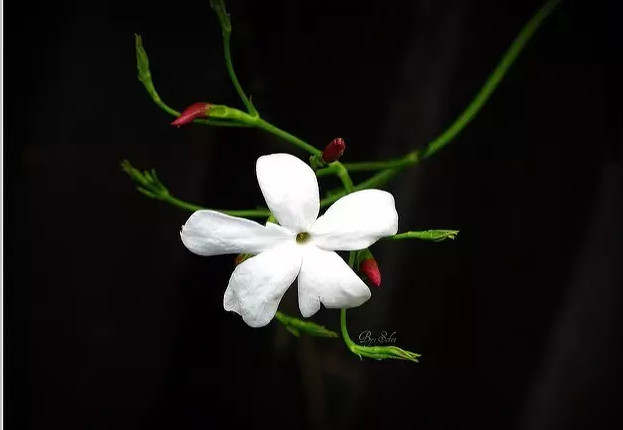 哪些好听的植物名可以用来取名字呢