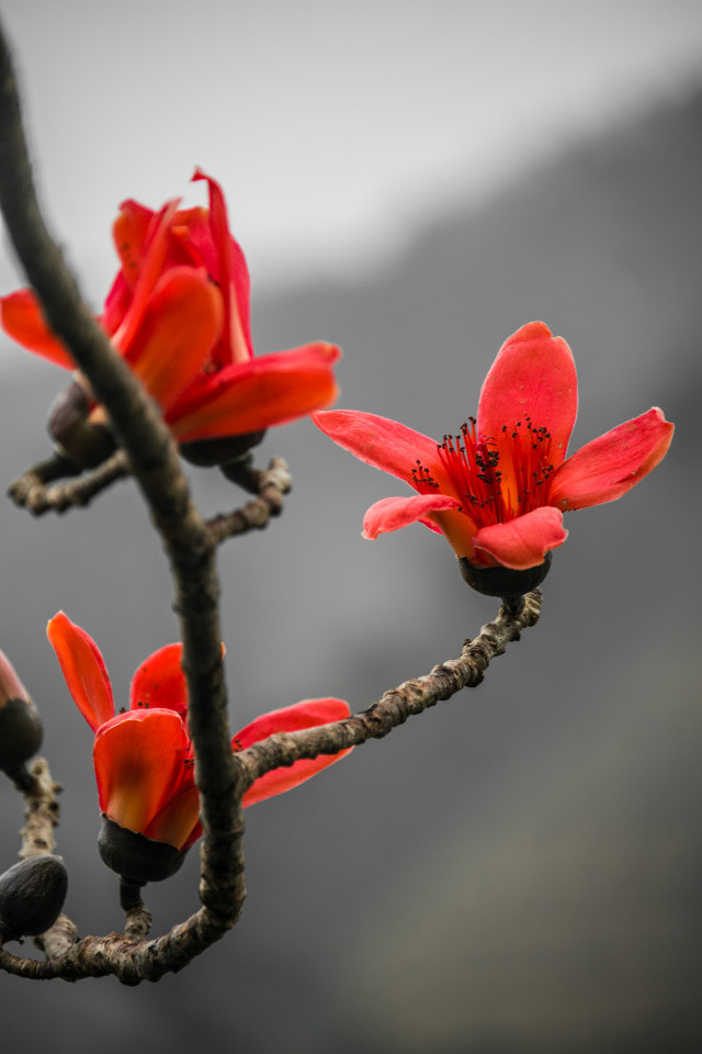 太惊艳丨木棉花开红似火,唤醒了河口的春天
