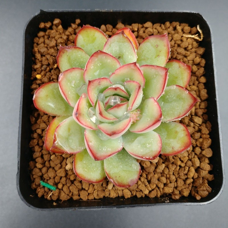 新手多肉种植指南:多肉植物的播种方法与步骤