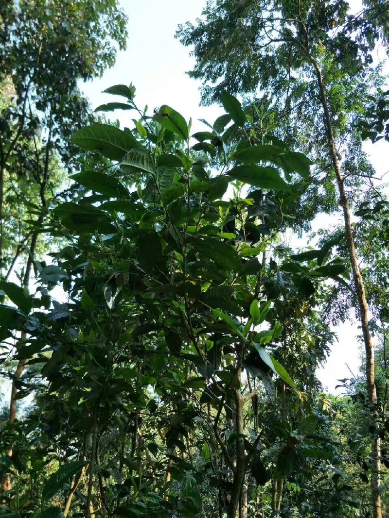 普洱春尖为佳品古树春尖上好佳古树茶才开摘心急无真货