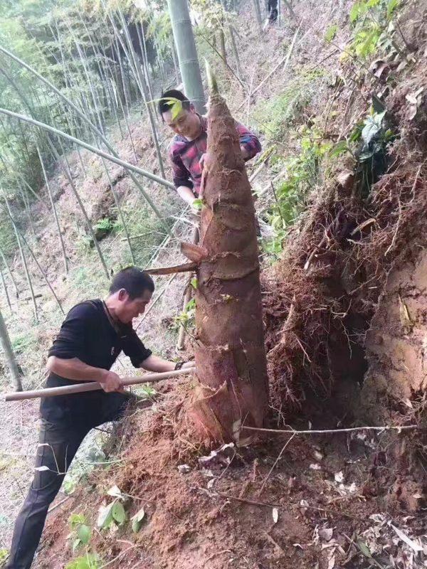大雷毛笋黄泥拱有点鲜来有点甜谷雨过后戴绿帽心动赶快行动