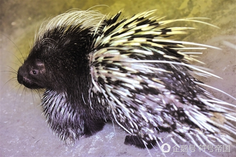 90后女大学生养豪猪,年入30万,这种野兽《山海经》早就有过