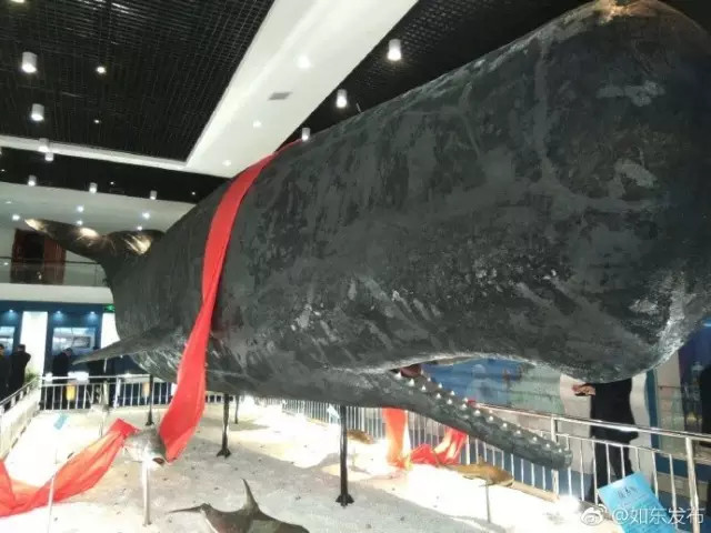 洋口港香鲸馆今天上午开馆啦日报君带您探馆